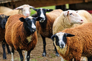 Premium Halal Meat - Offerfeest - Eid Al Adha